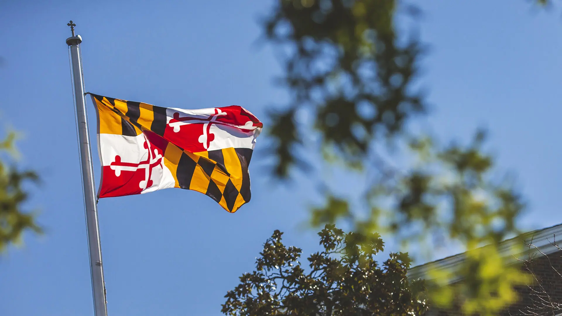Maryland flag blows in wind.